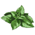 mint