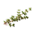 thyme